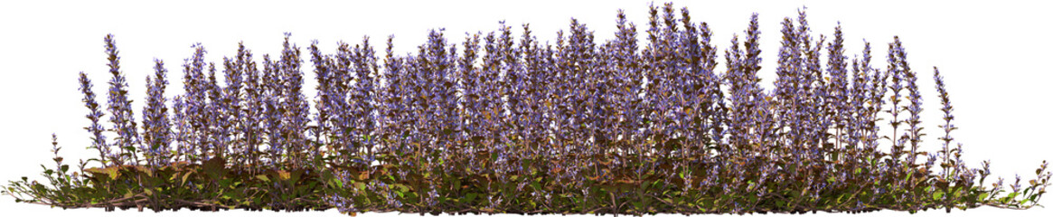bugle, blue bugle, bugleherb, bugleweed, carpetweed, carpet bugleweed hq arch viz cutout plant