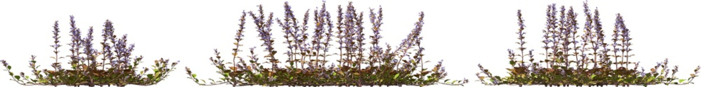 bugle, blue bugle, bugleherb, bugleweed, carpetweed, carpet bugleweed hq arch viz cutout plant