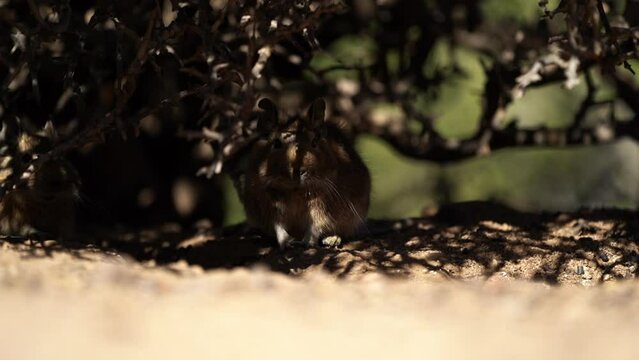 cute little Degus, Octodon, rodents native to South America. Group of Degu sitting at their den in the arid landscape of the atacama desert in Chile at chinchilla sanctuary.