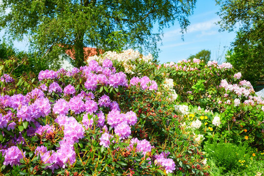 Rhododendron in my garden. A series of photos of rhododendron in garden.