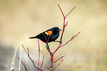 A red winged blackbird clings to the branches of a red shrub in spring