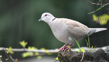 Türkentaube auf Wurzel