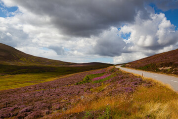 Hills full of heather in Cairnwell Pass in the Scottish Highlands, Scotland.