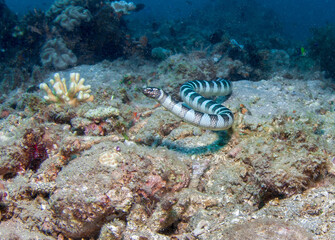 Banded Sea Snake, Philippines.