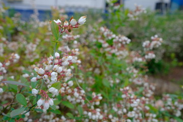 春のブルーベリー農園（東京）