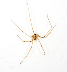 Close up of a Daddy Long Legs Spider hanging upside down on a wall
