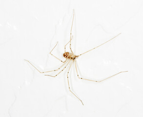 Close up of a Daddy Long Legs Spider hanging upside down on a wall