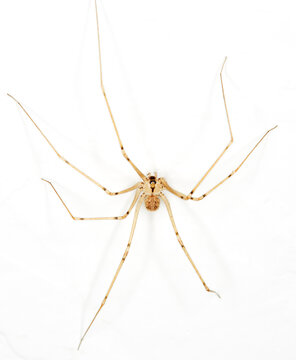 Close up of a Daddy Long Legs Spider on a wall
