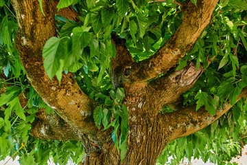 Countryside, farmland and forest - close to Lyon, France. A series of photos of countryside, farmland and forest close to Lyon, France.