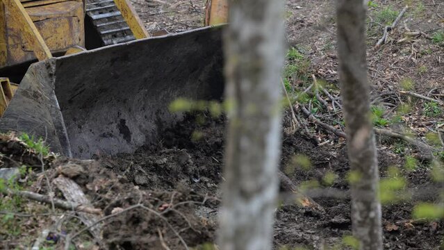 RUSPA NEL BOSCO APRE STRADA FORESTALE