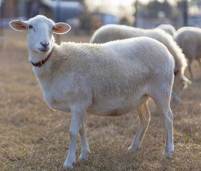 Obraz premium Katahdin sheep ewe just before sunrise