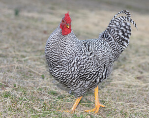 Black and white rooster on a grassy field