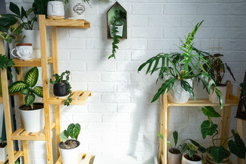Shelving with a group of indoor plants in the interior. Houseplant Growing and caring for indoor...