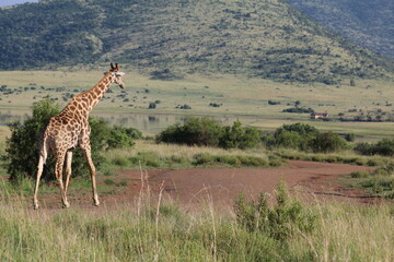 giraffe in the savannah