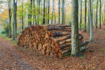 The forest. The forest in late autumn, winter and early spring.