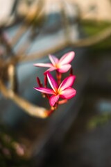 Vibrant and eye-catching vertical shot of an exotic red frangipani flower in full bloom