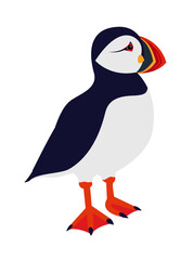 Vector illustration of a puffin, isolated on a white background.