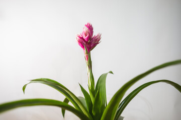 Blooming Bromeliad Plant White Background