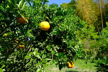 夏みかん