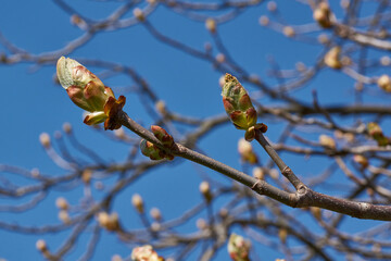 Chestnut flower buds bloom and inflorescences appear. Spring.