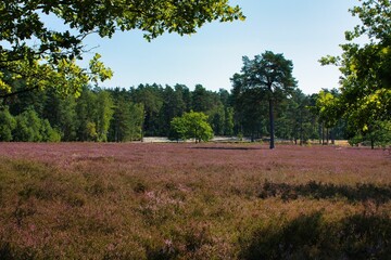 Heath landscape in September