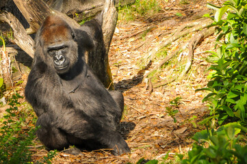 Large ape sitting amongst green foliage in zoo. Animal in captivity. 