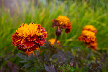 Autumn concept. Flowering of black-cut, marigolds in the autumn garden on a sunny day.