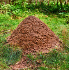 Huge anthill in a pine forest. Huge anthill in pine forest, Denmark.