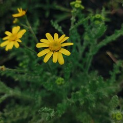 yellow flower in the garden