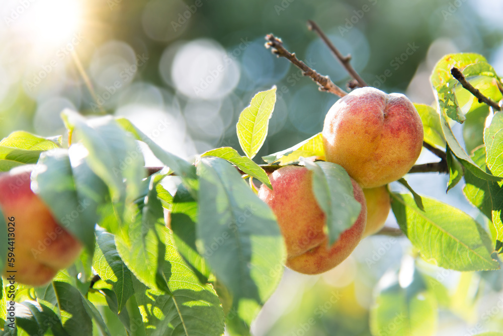 Wall mural Ripe peaches hanging on the branches of the tree. 	Fruit tree with fruits with a garden. Seasonal harvest.