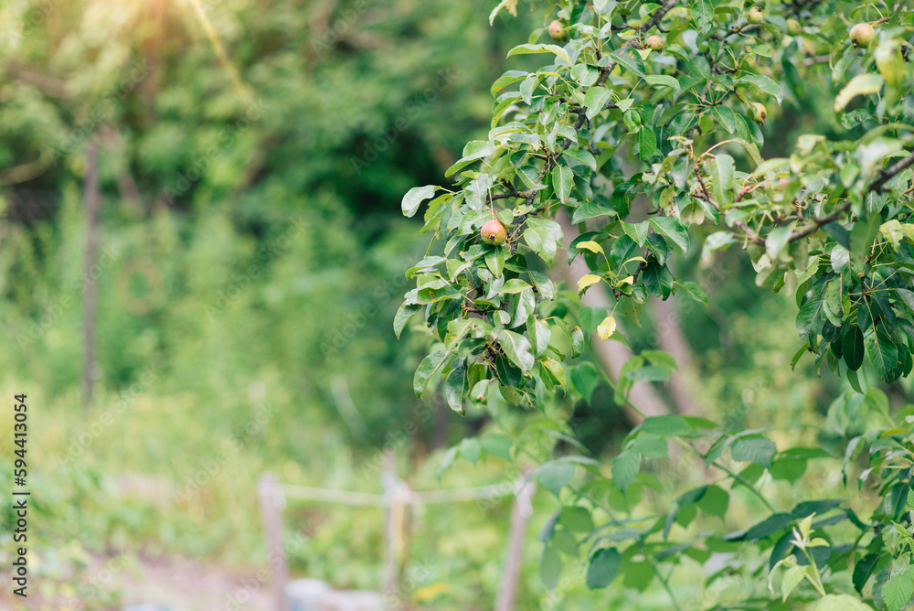 Sticker Pear fruits on a branch. Fruit tree with fruits with a garden. Seasonal harvest.	