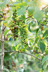 Large bunches of grapes. Grape vines in the garden, gardening. Seasonal harvest.	