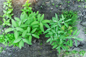 Sage officinalis (Salvia officinalis) - stages of growth. Green plants growing on a farm in the greenhouse	