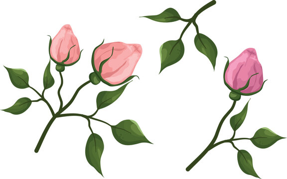 cartoon vector elements set of pink roses. Pink rose flower bud and open flower isolated on white background.