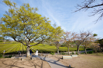  Korean people and foreign travelers travel visit and select buy cuisine drink from food truck in O sulloc Tea Museum of Seogwang garden park at Jeju do