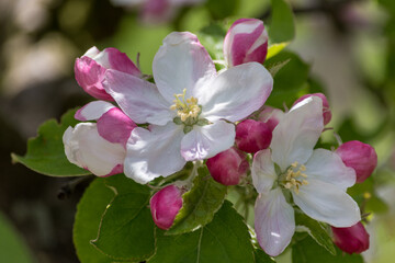 Fototapeta na wymiar Freshly blossomed apple blossoms in spring. Soft colors.