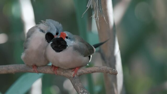 Two long-tailed finch birds is on a tree among grass. 