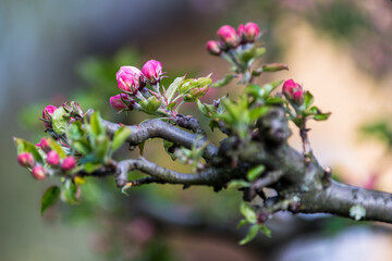 Freshly blossomed apple blossoms in spring. Soft colors.
