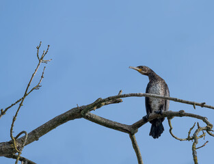 Young cormorant on a high branch of a tree