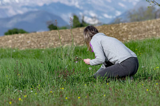 Girl collects wild herbs and flowers in the outdoors. Woman collects beautiful spring flowers in a beautiful spring day. In the background you can see the mountains still covered with snow.