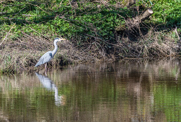 Heron hunting fish with reflection in the Teviot River, Scottish Borders