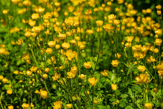 Full frame shot of a large group of yellow flowering buttercup plants (Ranunculus acris) in spring, forming a nice natural background image