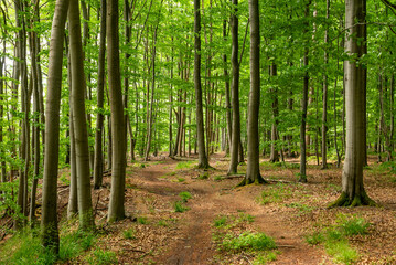 Forest path through a lush green beech forest in spring, Süntel, Weserbergland, Germany