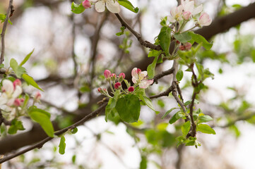Cherry blossom flowers on spring