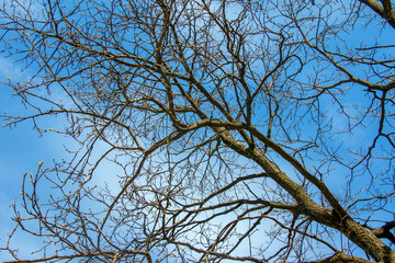 Close-up of a cork tree. Cork oak or Quercus suber in Latin