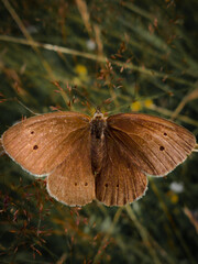 The butterfly