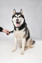 Black Siberian Husky boy being brushed with a brush on a white background. Grooming
