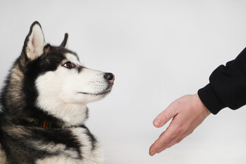 Black Siberian Husky boy eating treats on a white background