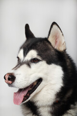 Obraz premium A black Siberian Husky boy is sitting on a white background. Portrait