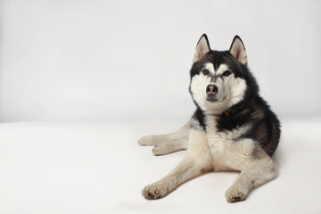 Black boy Siberian Husky lies on a white background. © Yaroslav